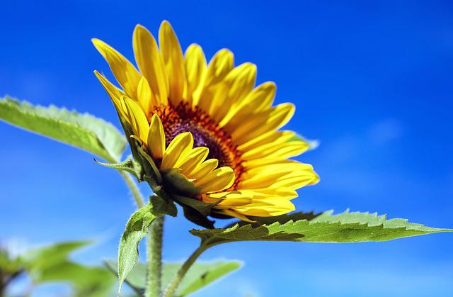 sunflower dream symbol